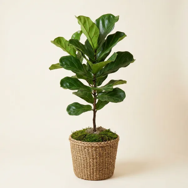Fiddle Leaf Fig